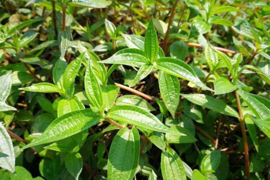 糯米团（荨麻科糯米团属植物）