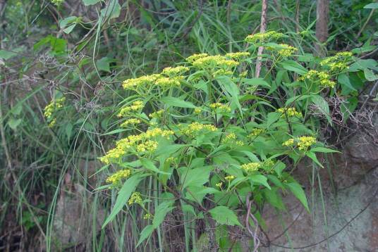 败酱草（败酱科植物）