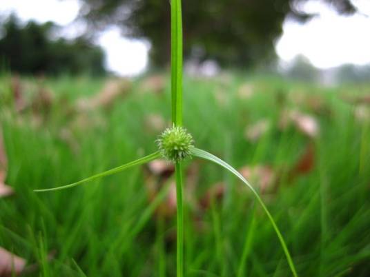 水蜈蚣（莎草科水蜈蚣属植物）
