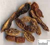 止血药（药品）