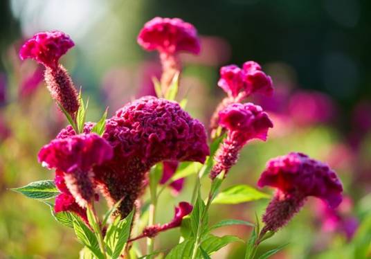 后庭花（马鞭草科大青属植物）