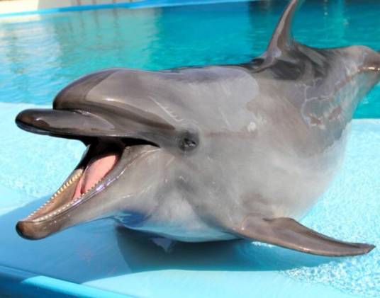 萝拉（海豚科动物）