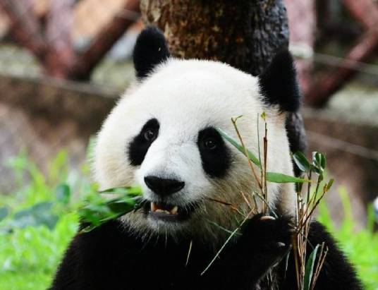 和美（大熊猫）