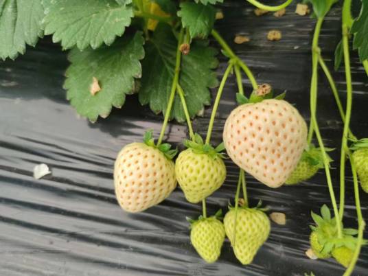 白草莓（蔷薇科植物）