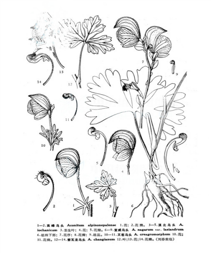 铁罗汉（中药）