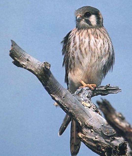 枭（动物界枭形目成员的统称）