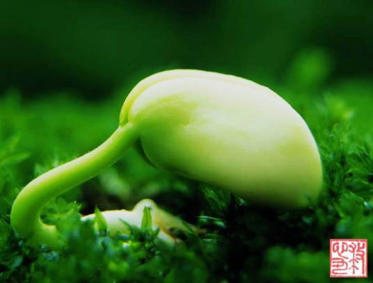 发芽（词语释义）