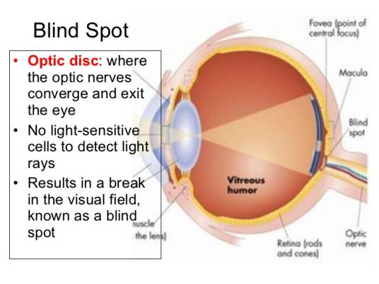 盲点（生理学名词）