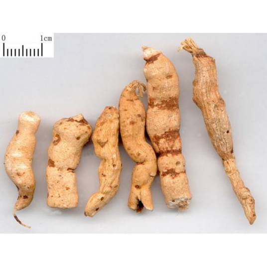 甘遂（中草药）