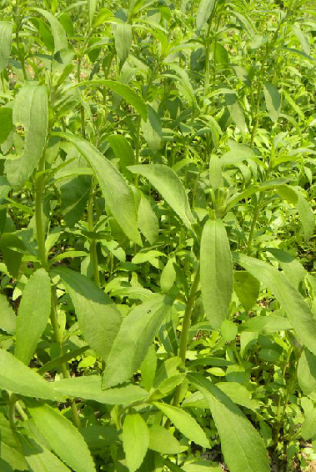 甜叶菊（中药）