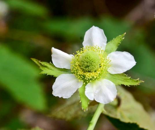 盾叶莓（蔷薇科悬钩子属植物）