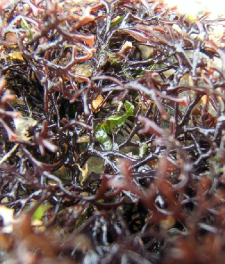 石花菜（中药）