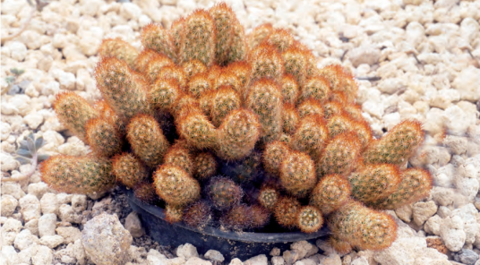 金手指（仙人掌科乳突球属植物）