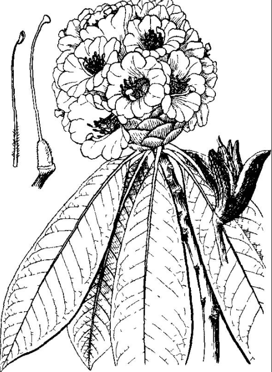 大叶杜鹃（植物）