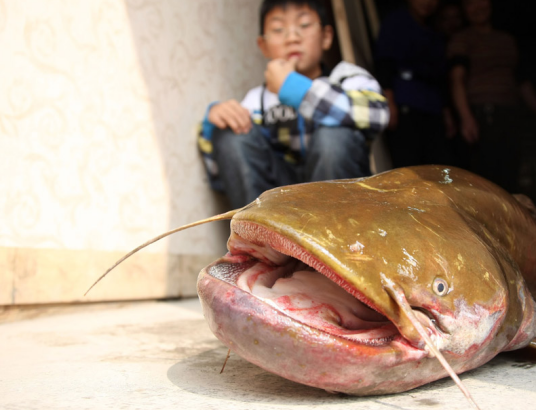 鲶鱼王（重庆野生大鲶鱼）