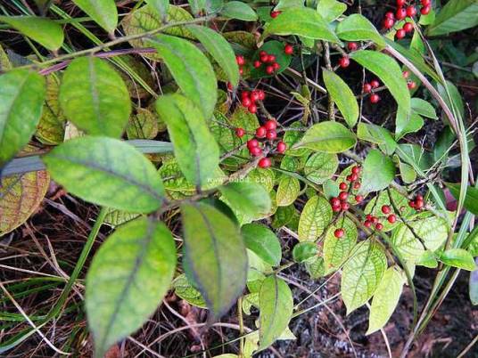毛冬青（原变种）