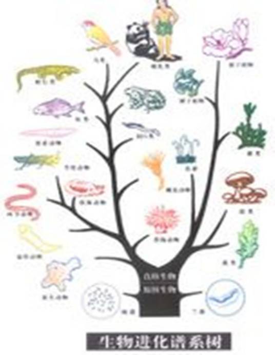 进化生物学（生物学的理论之一）