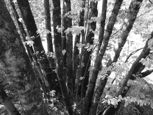 红榔木（毛白榆落叶乔木）