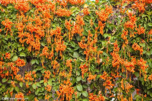 炮仗花（中药）