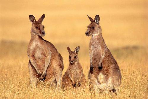 澳大利亚袋鼠