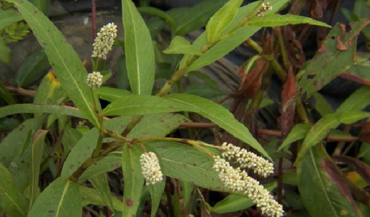 毛蓼（蓼科蓼属植物）