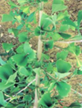 蝶衣（银杏品种）