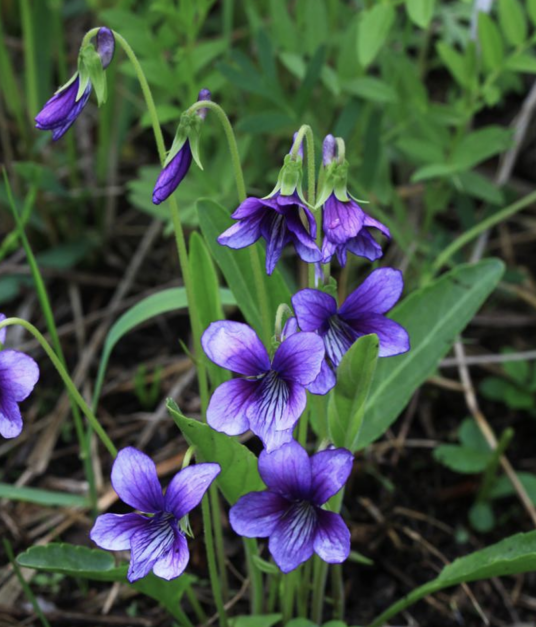 东北堇菜（堇菜科堇菜属植物）