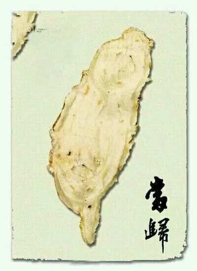 当归（伞形科当归属植物）