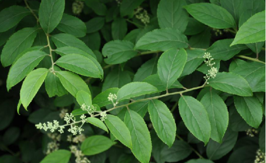 紫金皮（昆明山海棠根皮）