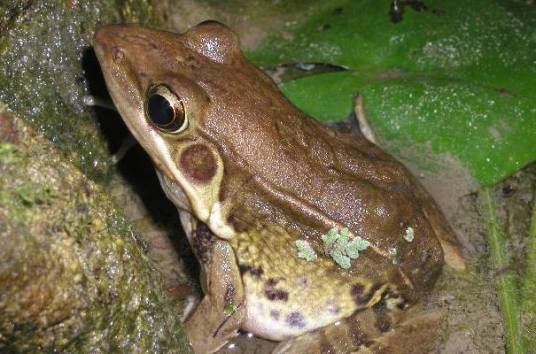 沼蛙
