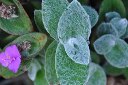 白雪姬（鸭跖草科紫露草属植物）
