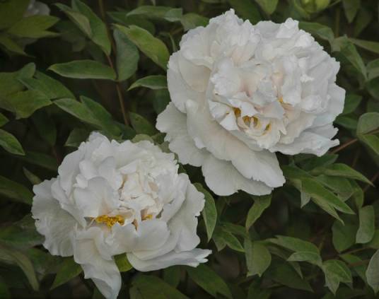 玉美人（牡丹品种）