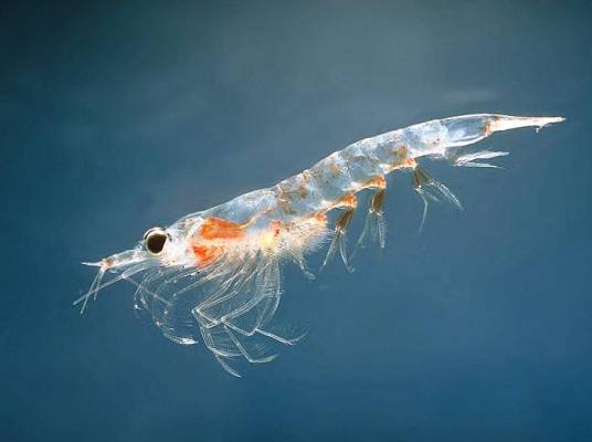 磷虾