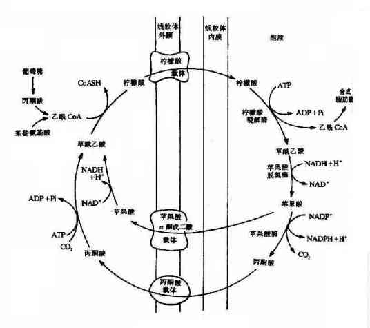 丙酮酸激酶缺乏症