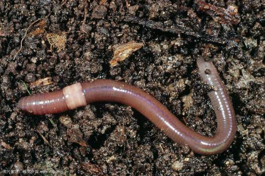 蚯蚓（中药）