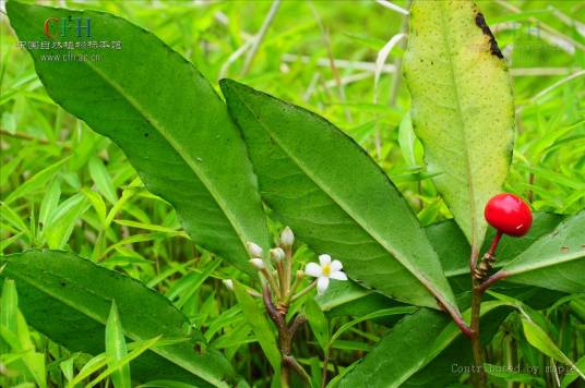 珍珠伞（报春花科紫金牛属植物）