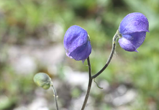 雪上一枝蒿（中药）