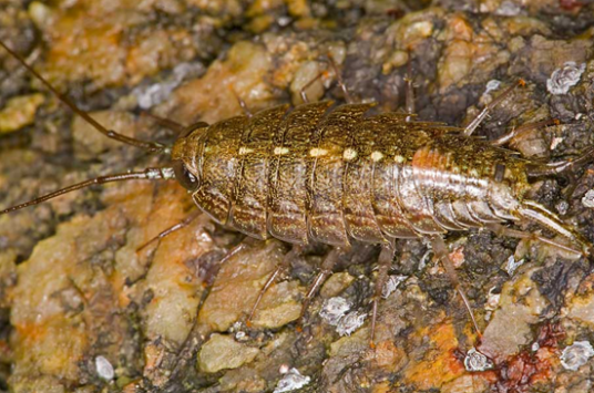 海蟑螂（中药）