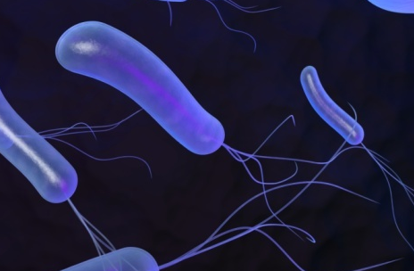 幽门螺杆菌抗体