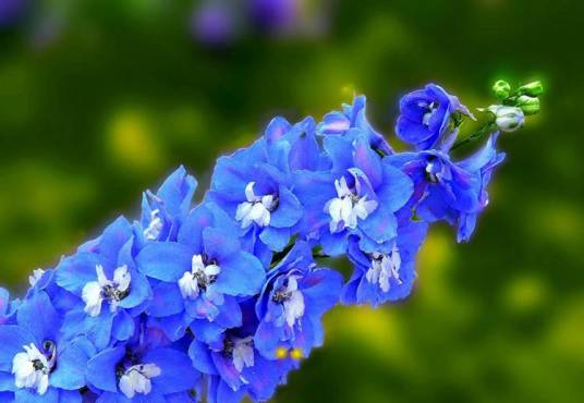 飞燕草（飞燕草属、翠雀属下物种的别称）