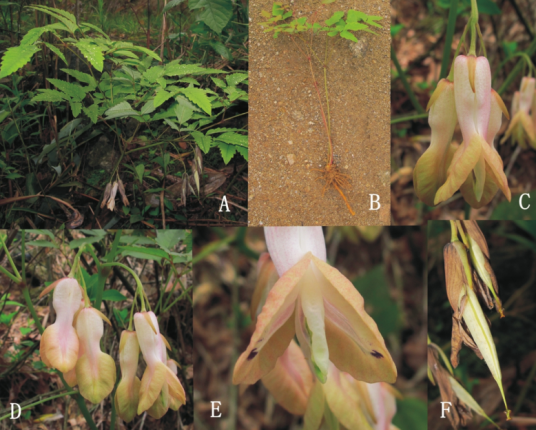 黄药（罂粟科黄药属植物）