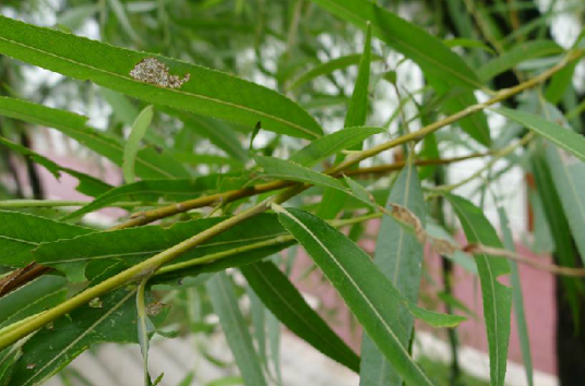 柳叶（中药名）