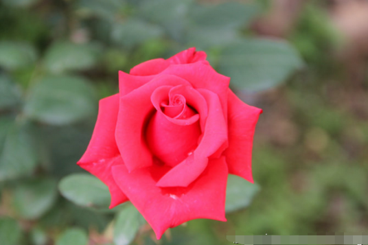 红五月（植物）