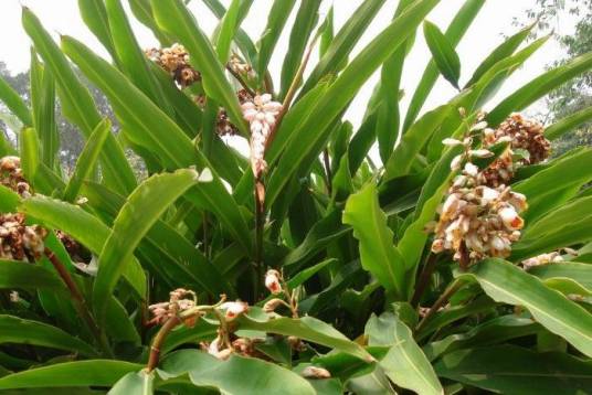 草豆蔻（姜科山姜属植物）