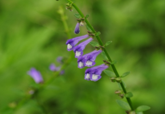 半枝莲（唇形科黄芩属植物）