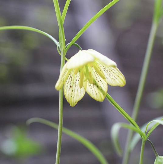 浙贝母（百合科贝母属植物）