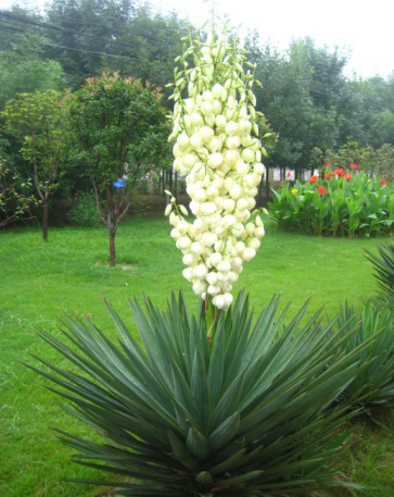 凤尾兰（中药）