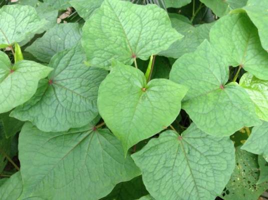 金荞麦（蓼科荞麦属植物）
