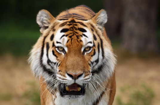 猛虎（汉语词汇）