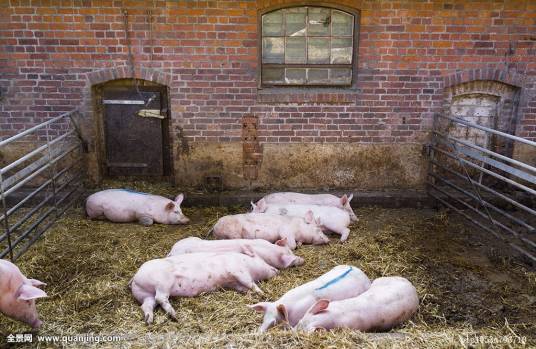 猪圈（汉语词汇）